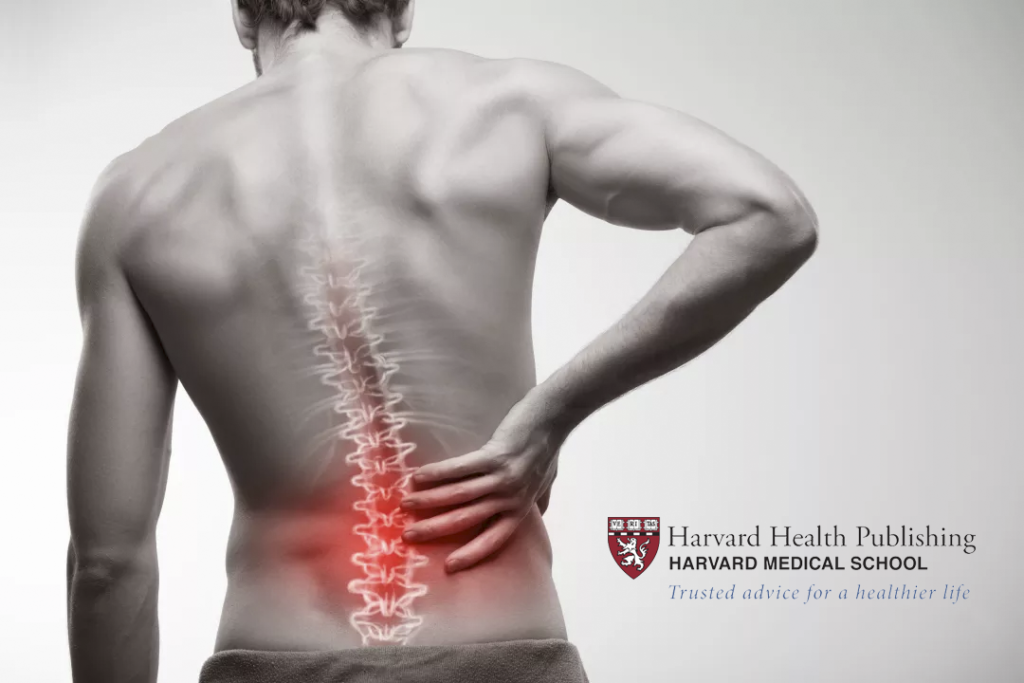 harvard back pain